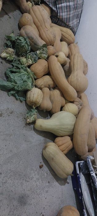 Тыква аскабак малга арналган