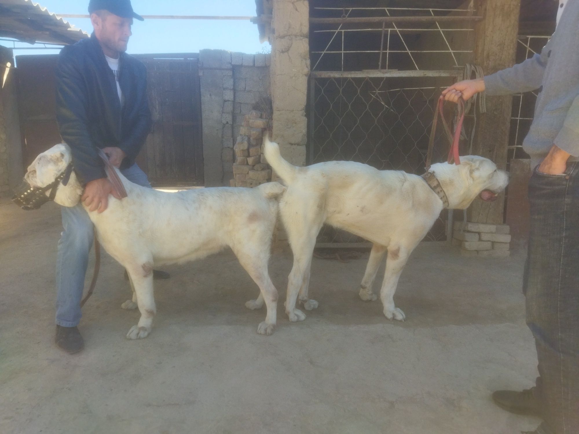 Alabay vaska priglashayit $150