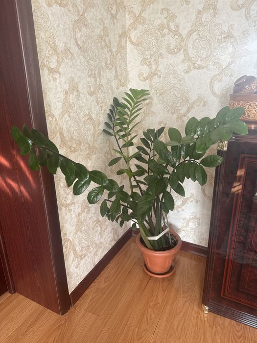 Доллоровое дерево. Замиокулькас