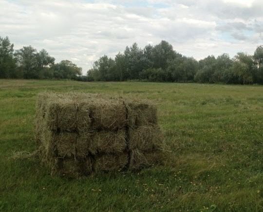 Продам сено тюки