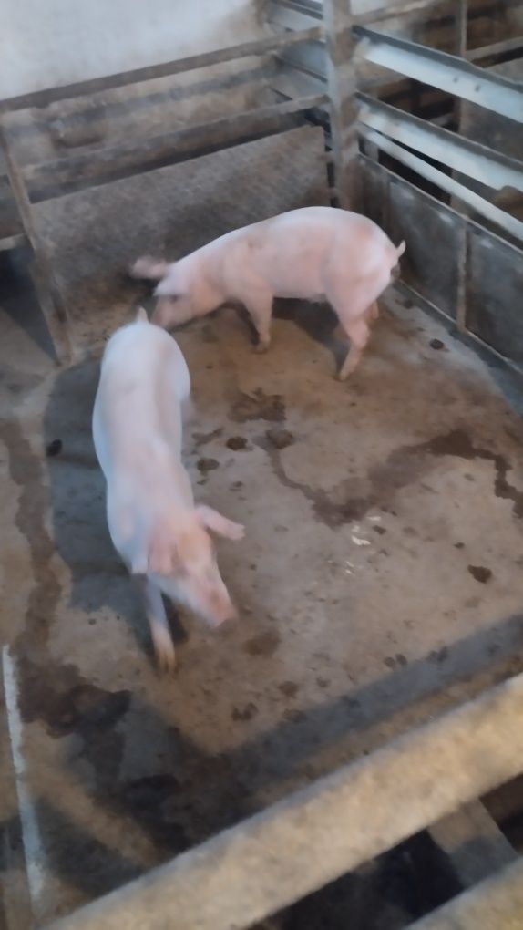 Продавам 12 бр.Прасета българска  бяла.Мъжките са скопени.
