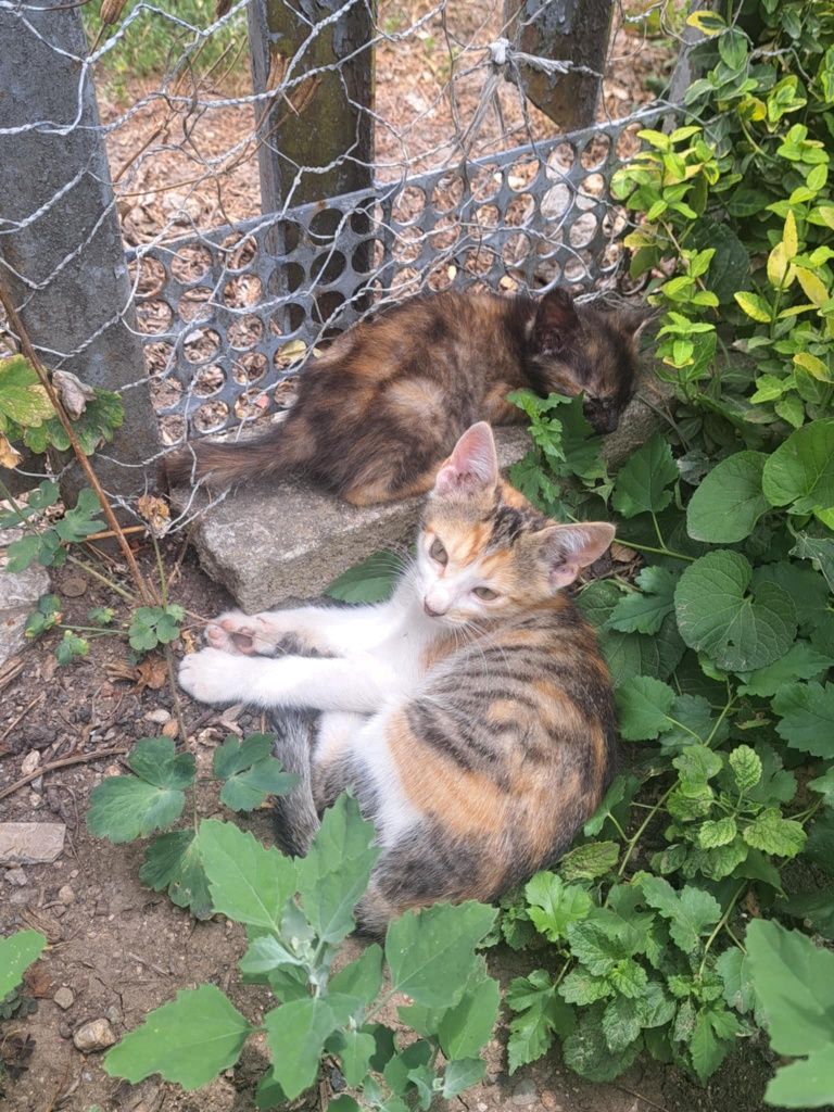 Подарявам котенца