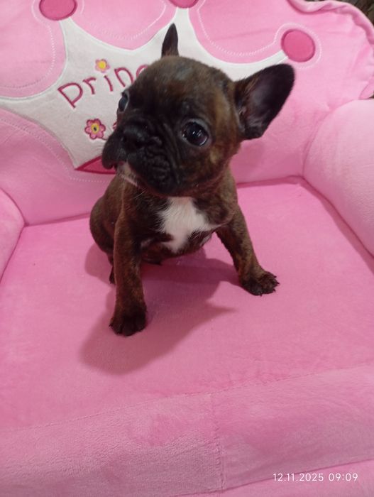 Французский бульдог