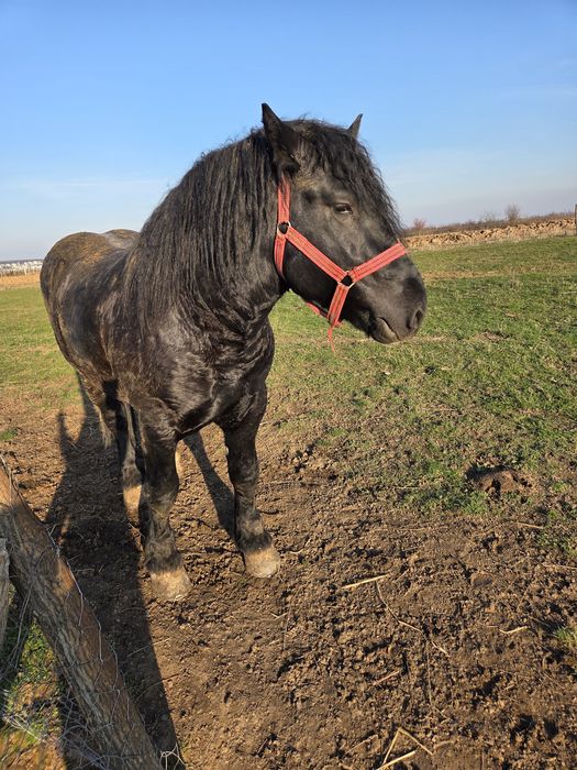 Vand armasar de 3 ani