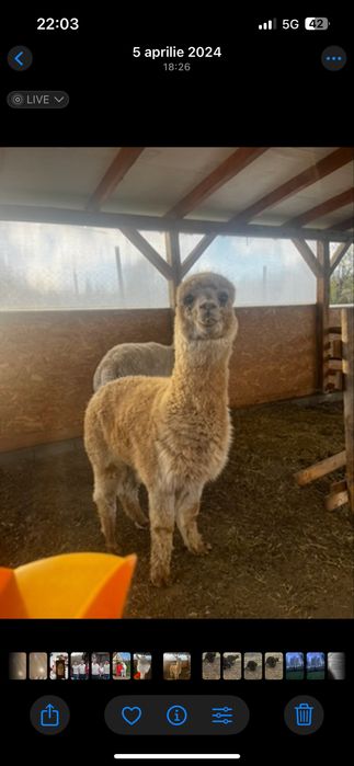 Vand familie alpaca