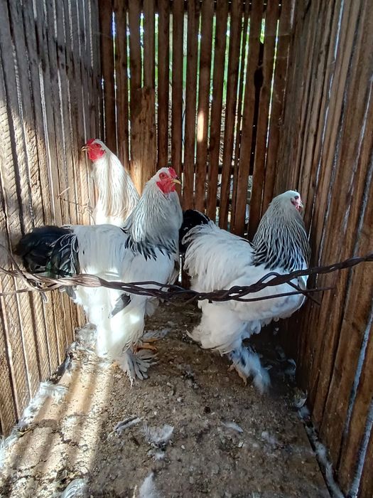 Cocosi brahma rasa pura