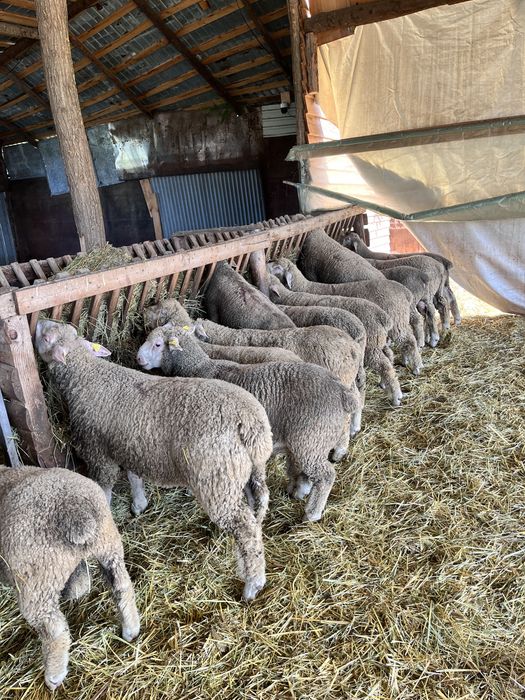 Vand miei rasa ile de france