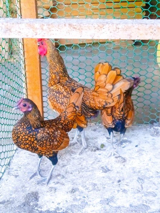 золотой сибрайт товук