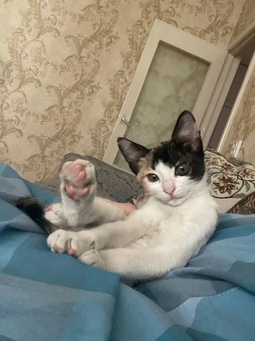 Котенок бесплатно