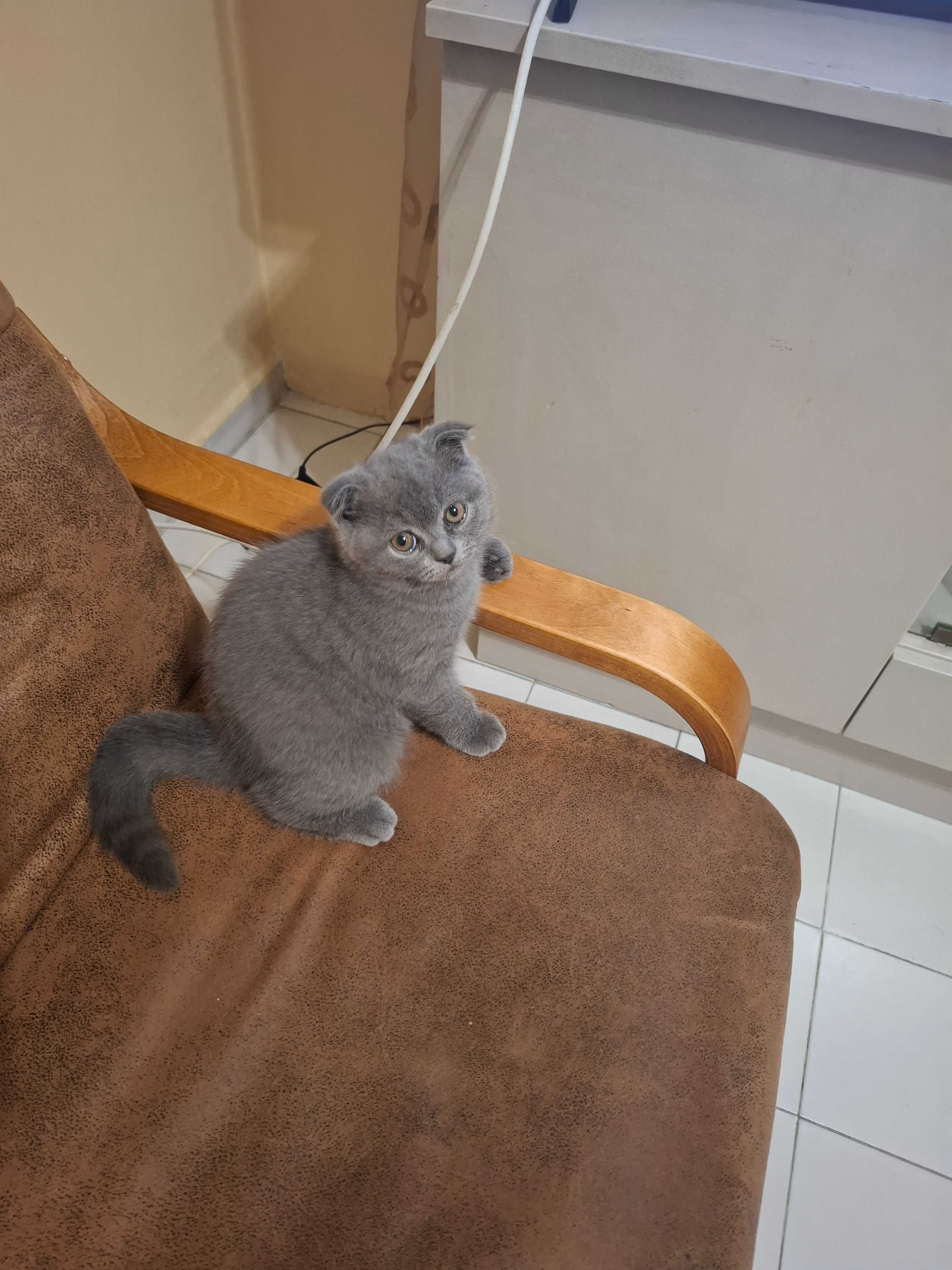 Шотладско клепоухо котенце, женско