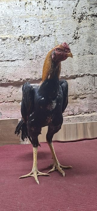 Жўжа хўроз сотилади нархи 250$