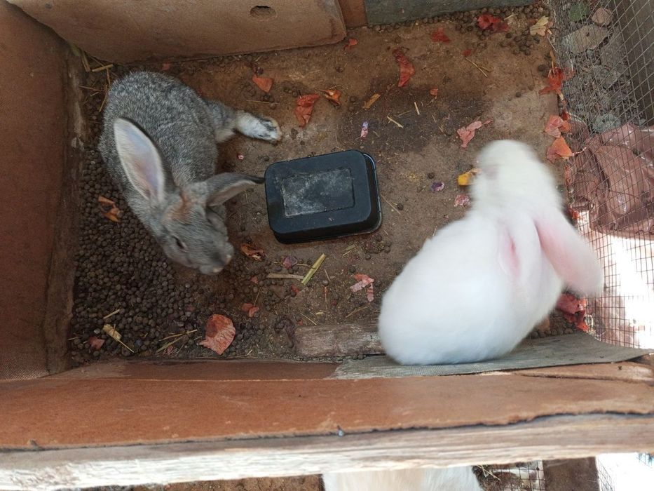 Quyonlar bolari sotiladi