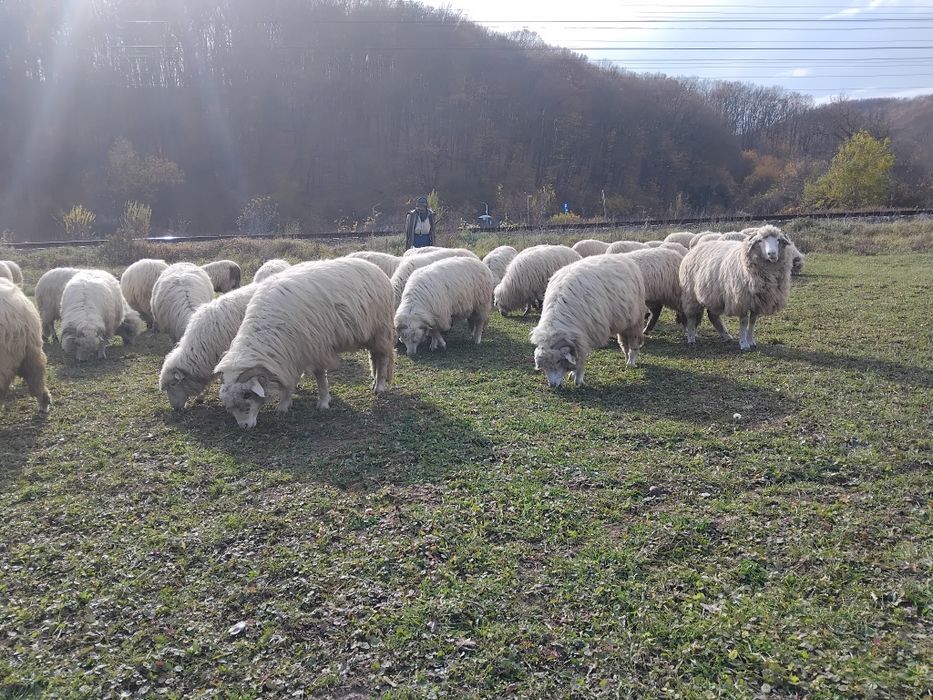De vânzare oi.                              .
