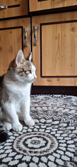 Мехрибон кулларга мушук боласи