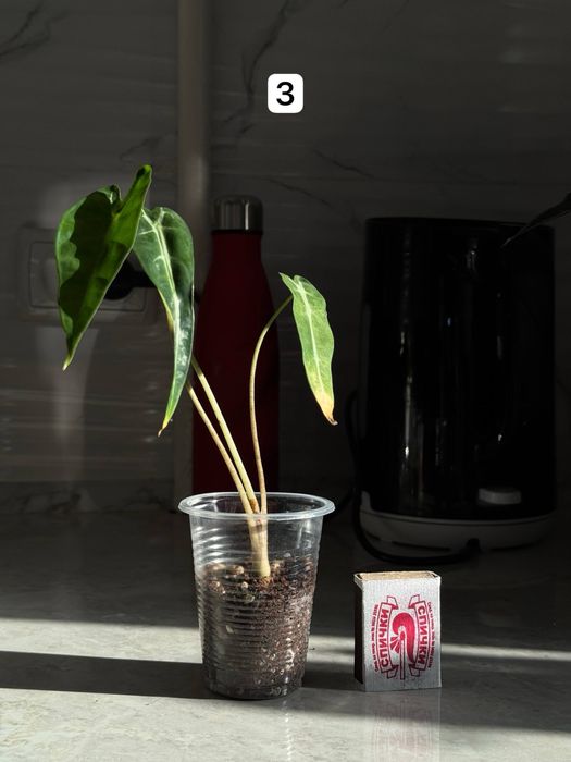 Bambino  Детки   1 детка - 25.000 сум