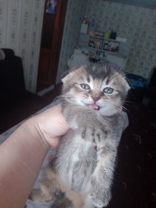 Шотландское вислоуха