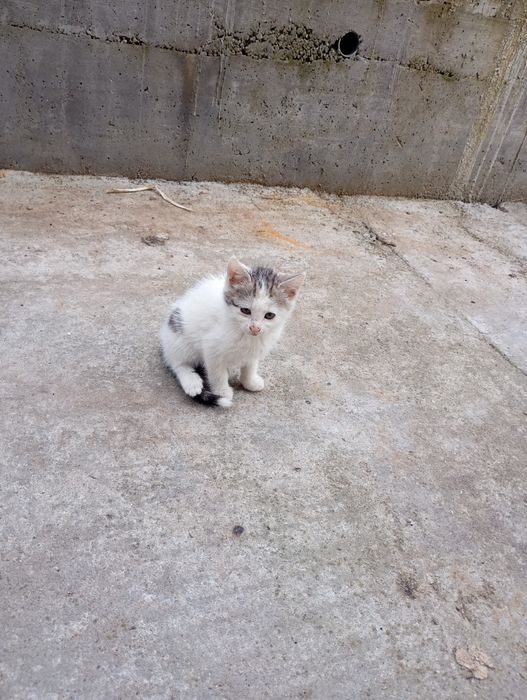 Подаряват се малки котета