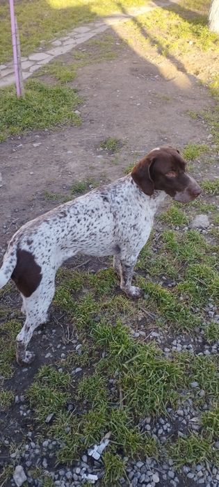 Курцхаар племянной для связки 2 года