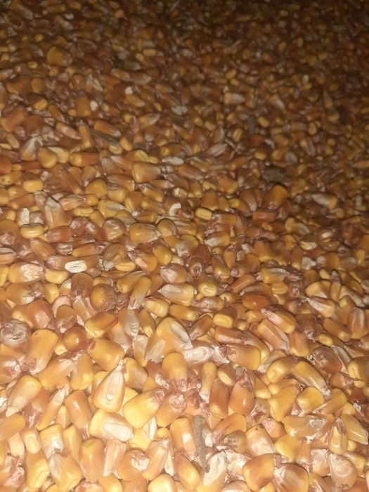 Porumb boate uscat productie 2025