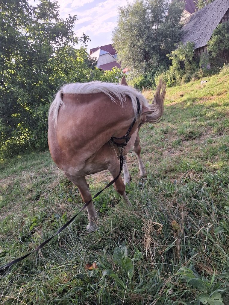 Vând iapa gestanta