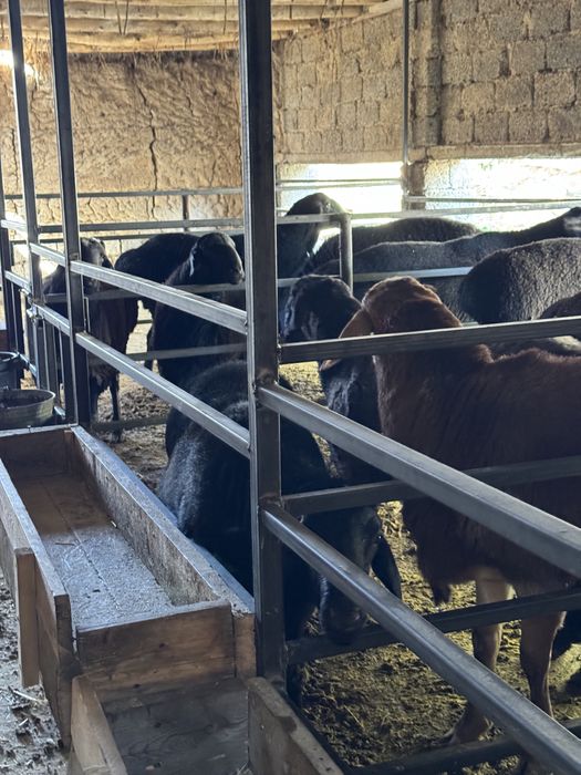 Қурбонликга Қўчқор Qochqor сотилади qoy qurbonlik