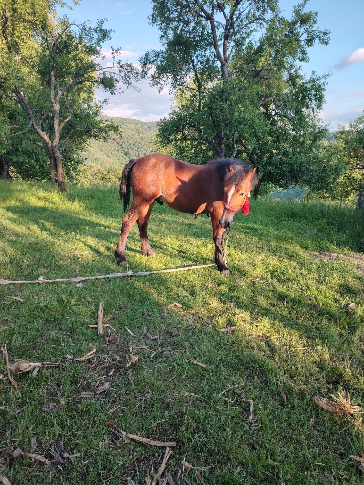 Mânz de vânzare.