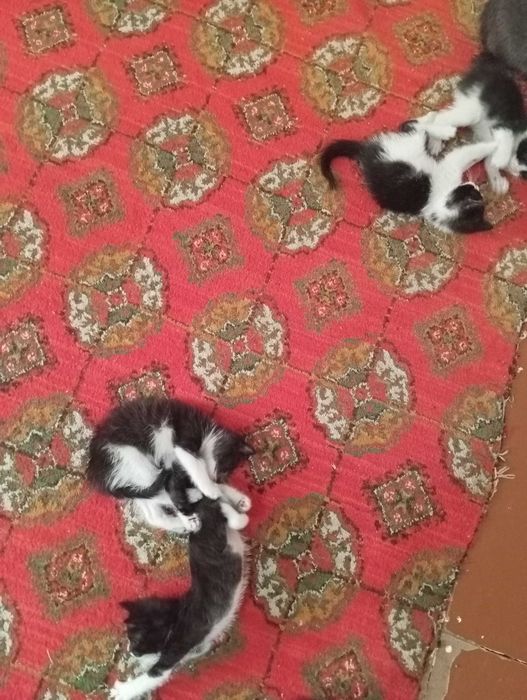 Мушук хадия килинади