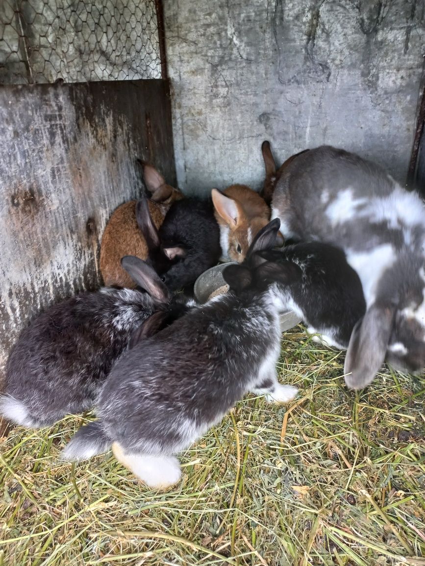 Disponibili 7 puii iepuri metiși de berbec german mănâncă singuri