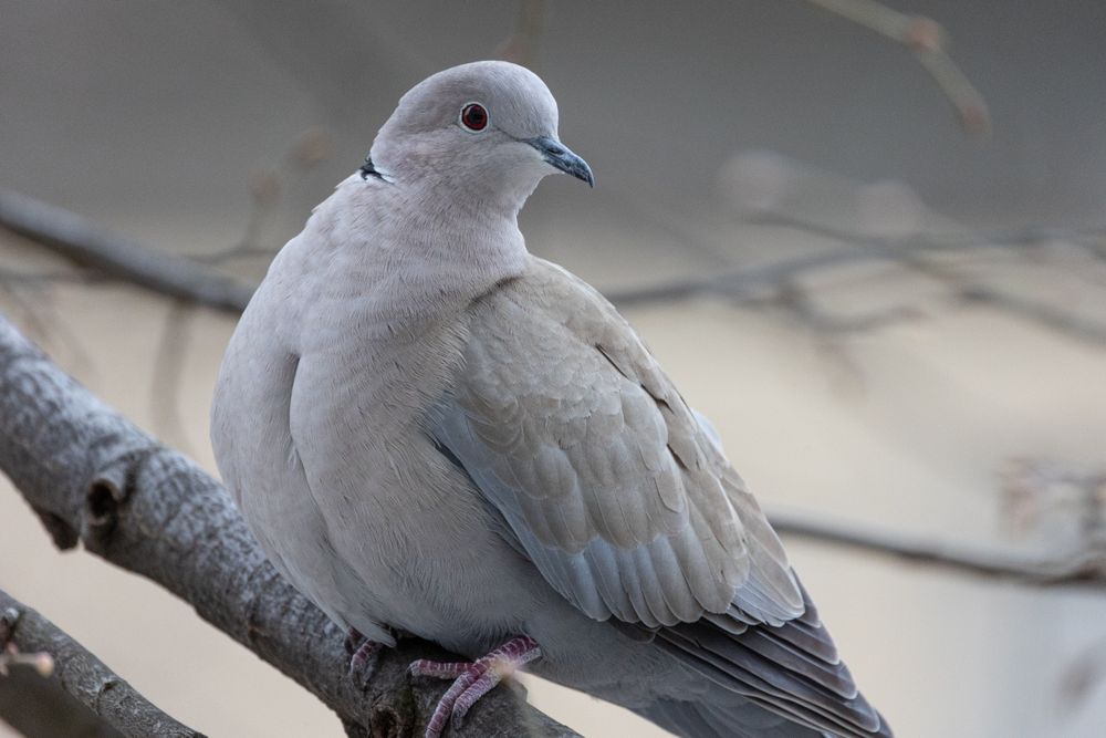 Ofer servicii de îngrijire păsări de apartament/ Pet sitter