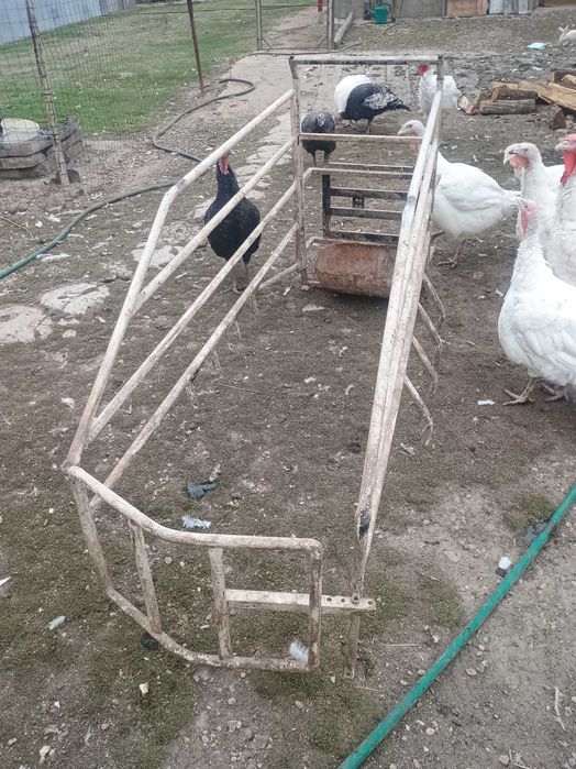 Boxa fătare scroafa