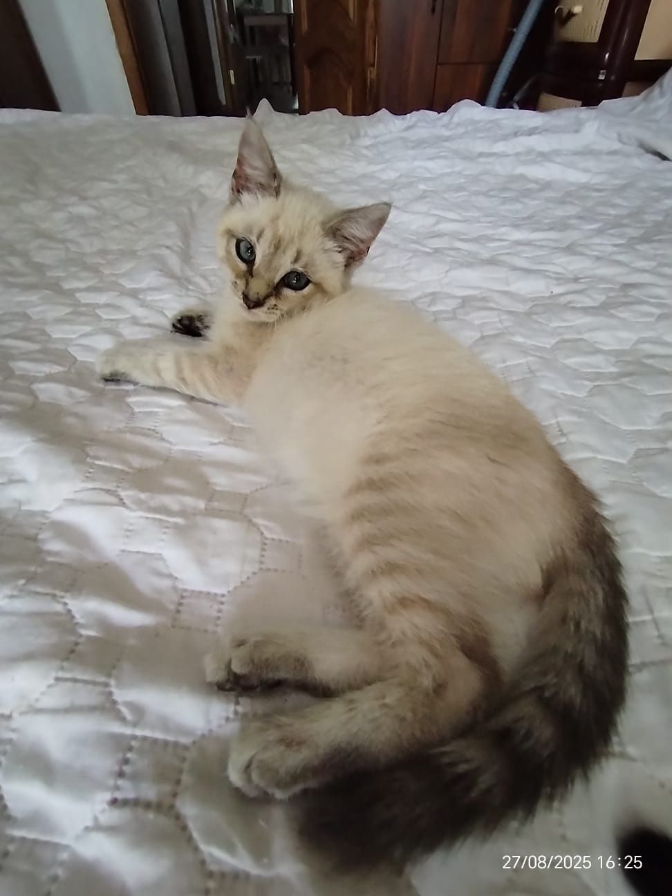 Котенок девочка 2,5 месяца