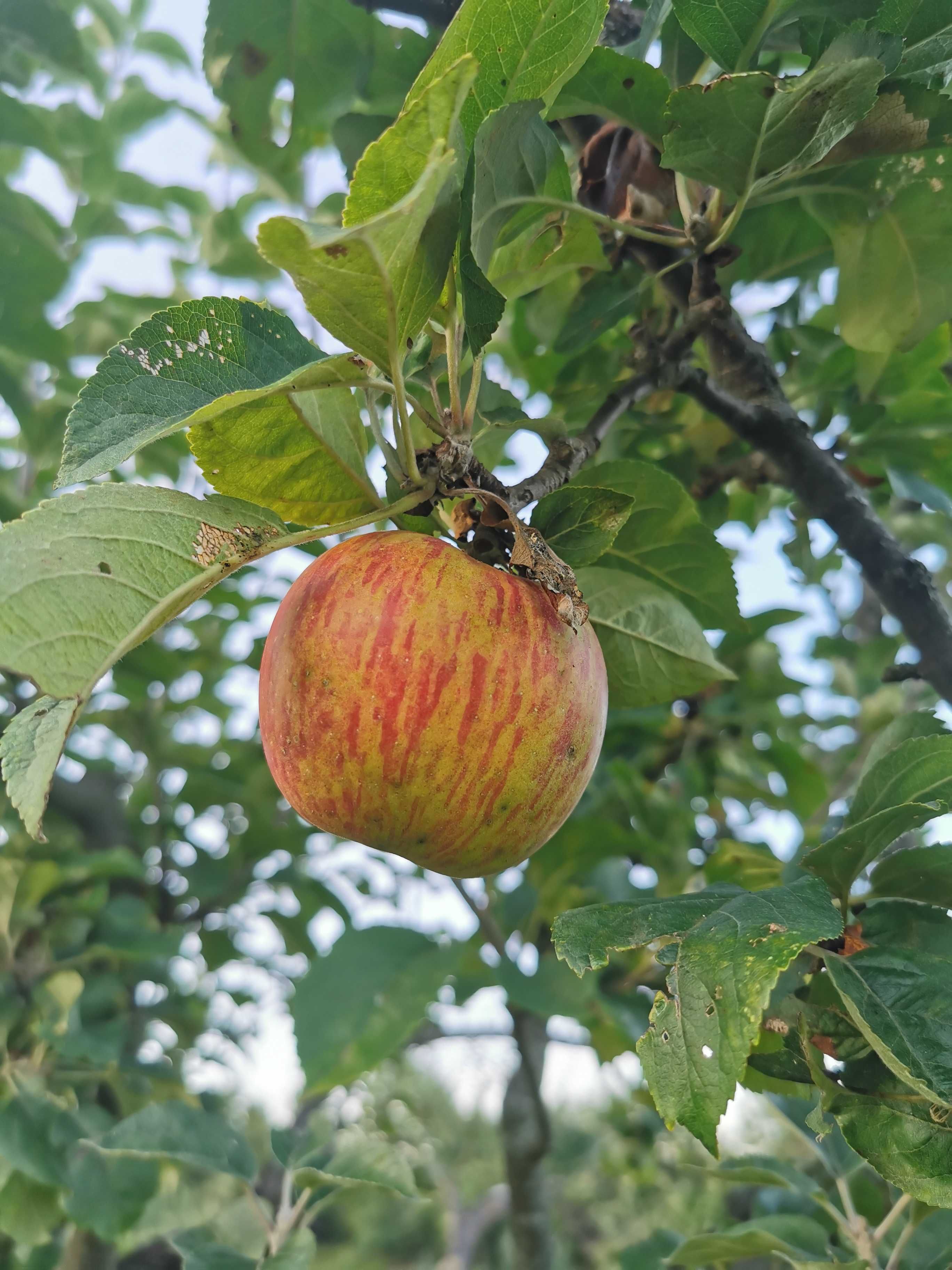 Pomi fructiferi de vânzare din soiuri vechi