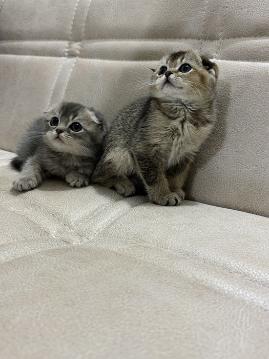 Скоттиш фолд и Золотая шиншилла правильная связка