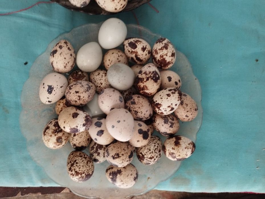 Бөдене жұмыртқасы сатылады. Бодене . Перепёлка