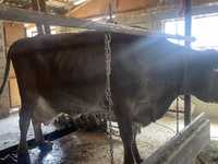 Продам корову чистый швед порода с теленком вместе