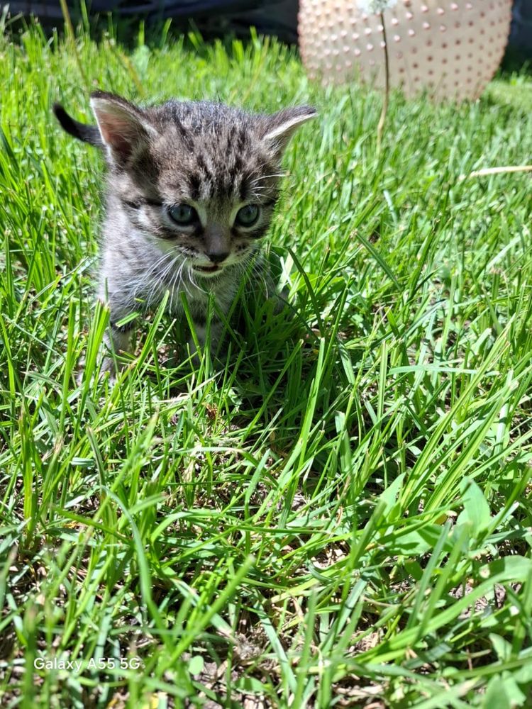 Котята в любящую семью