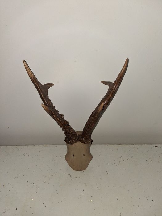 Trofeu Coarne caprior