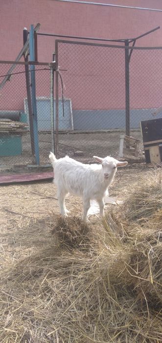 Продам коз заанеские