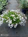 Floarea miresei - Gypsophila cerastioides la ghivece de 15 cm diametru