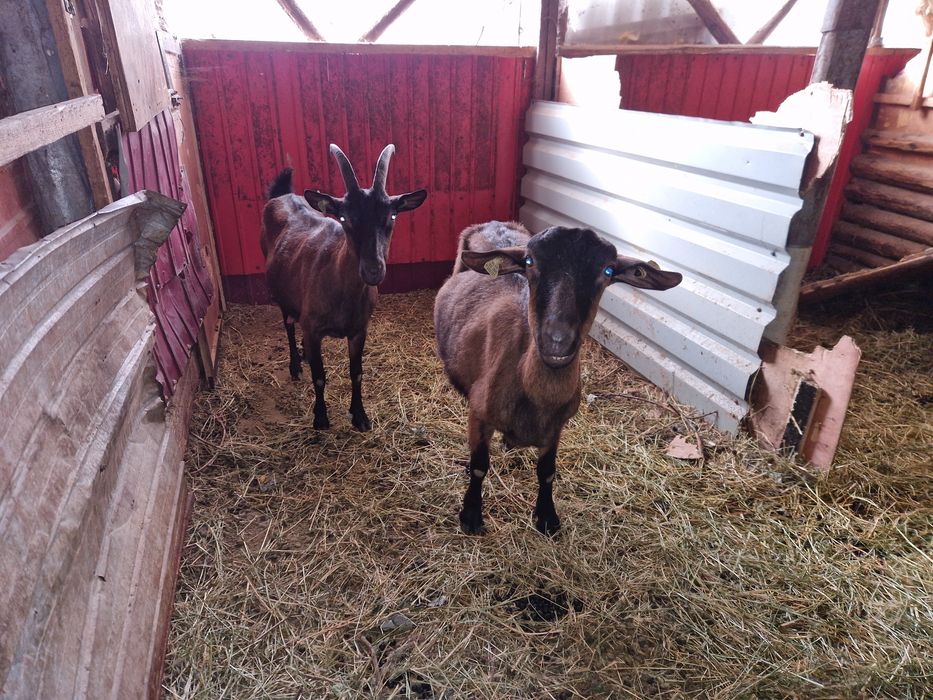 Capre rasă alpin franceză pe lapte