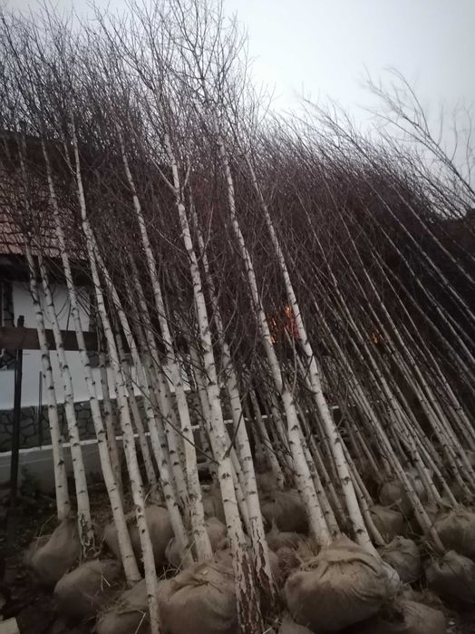 Mesteacăn cu coja alba tei mirositor platani