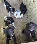 Caini spre adoptie