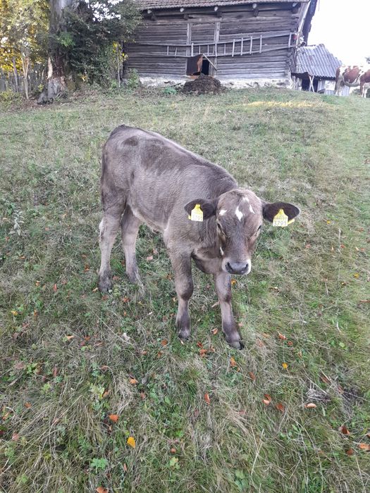 Vand vaca si vițică