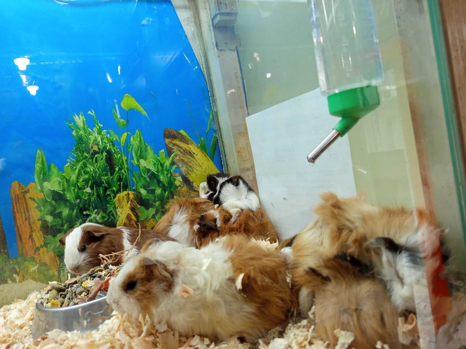 Морски  млади свинчета момчета и момичета различни породи