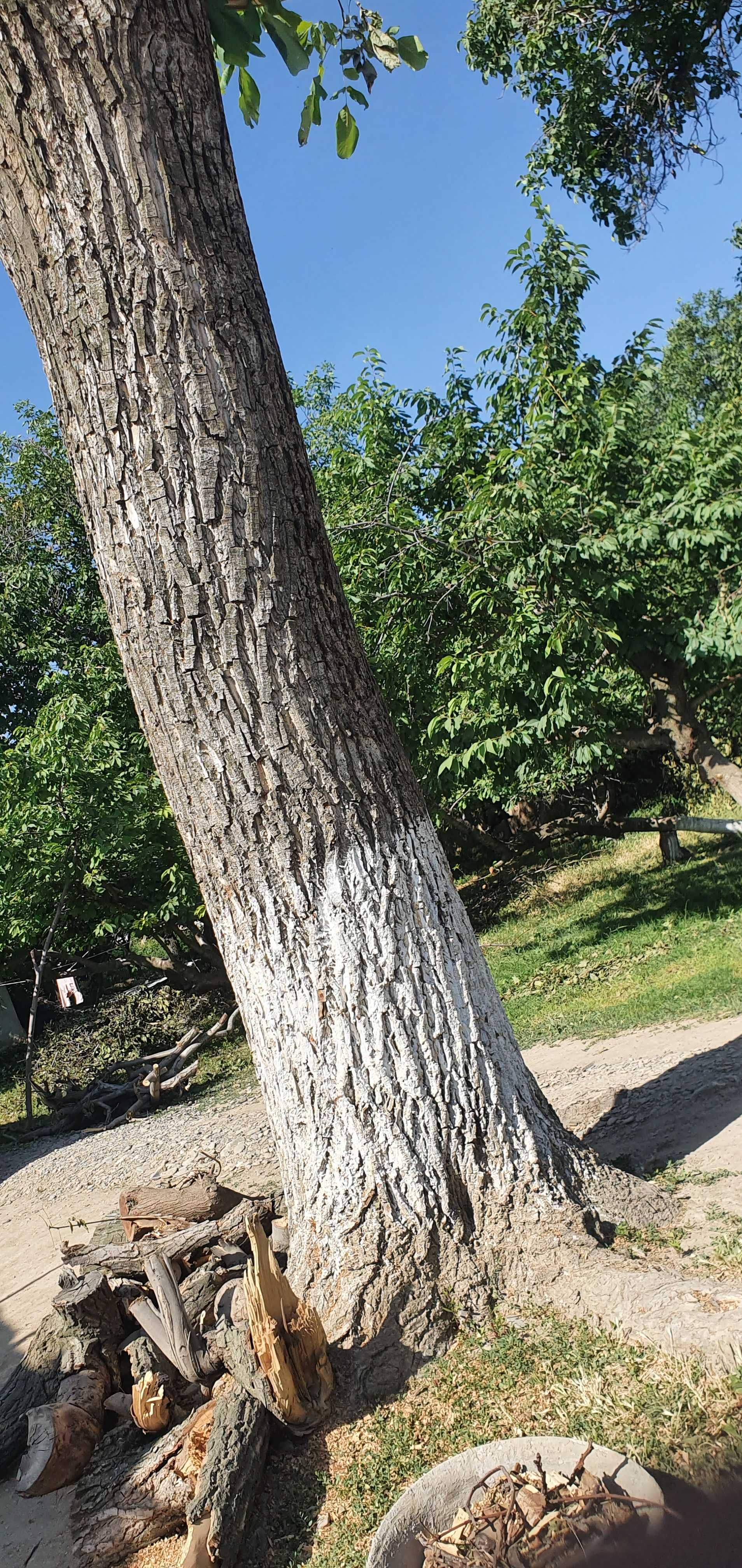 100 yoshdan oshgan yong'oq daraxti (mebel va bezakli yog'och) sotiladi