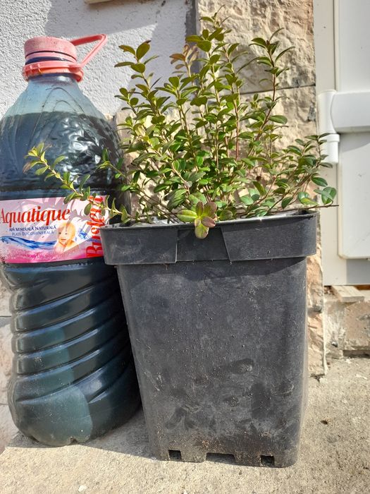 Vindem Merișor, alun