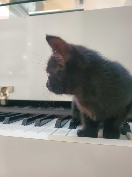 Очарователно черно котенце търси дом.