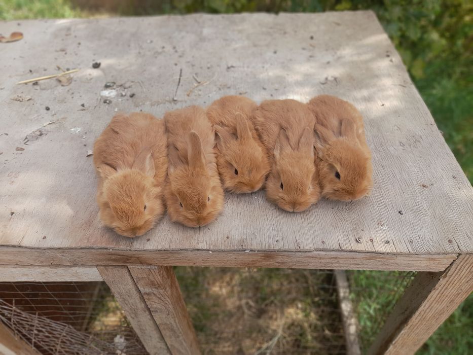 Декаратив куйончалар болалари сотувда  панда галанд