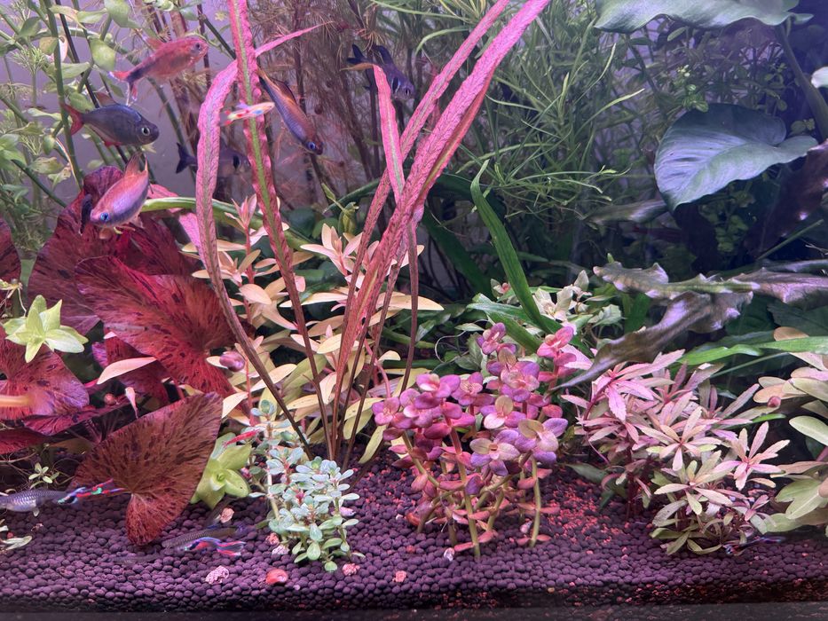 Растения за аквариум и корени