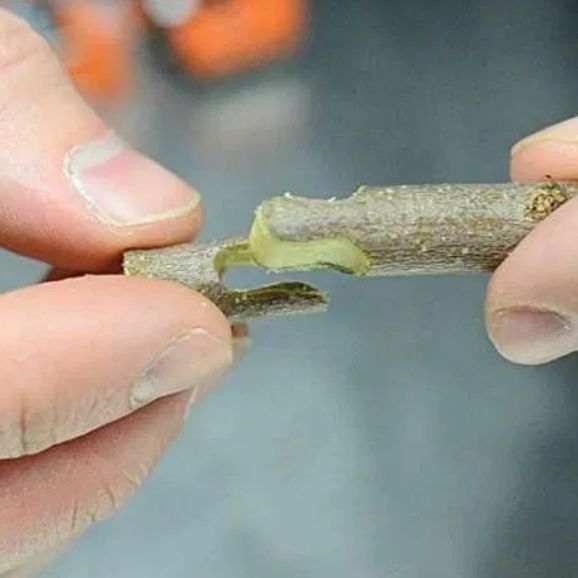 Aparat Cleste de legat via rosiile / Cleste de altoit / Banda Capse